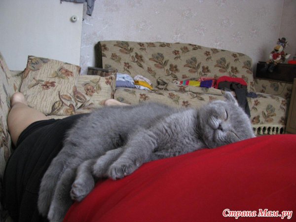 шотландская вислоухая спит