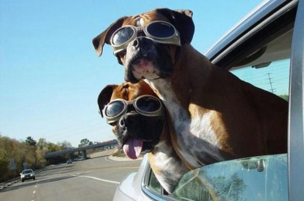 крутая собака