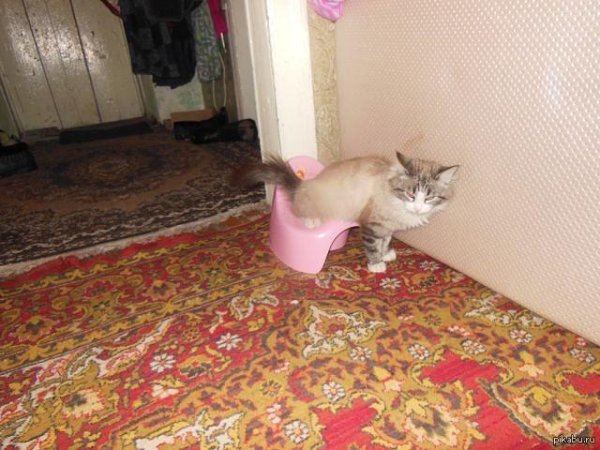 приезжают кошки