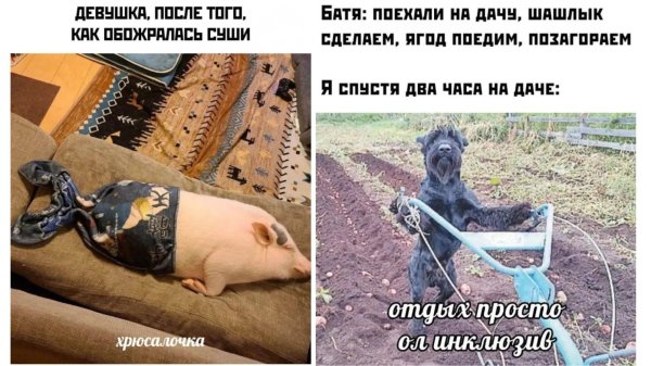 дачные приколы