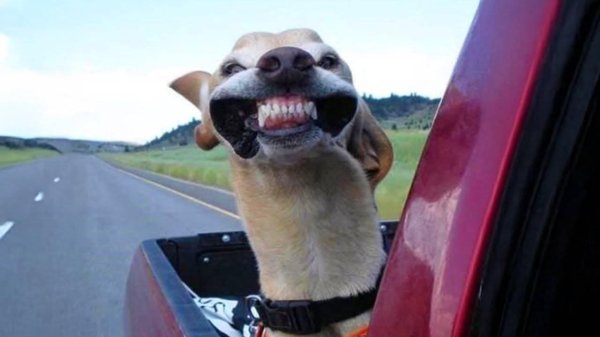 улыбается собака