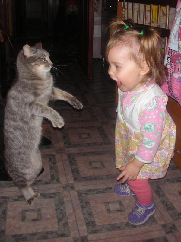 приезжают кошки