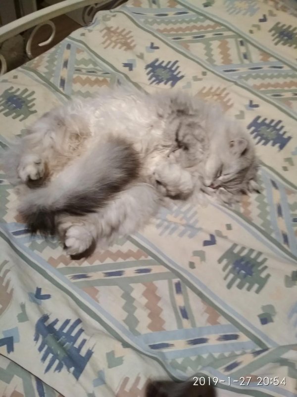 персидская шиншилла