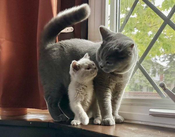 британская котенок