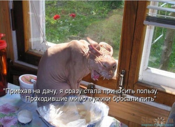 смешные добрые демотиваторы