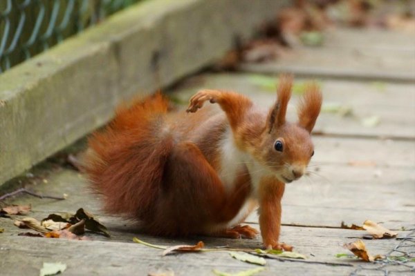 белка рыжая