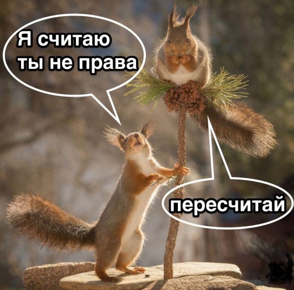 не зли белочку