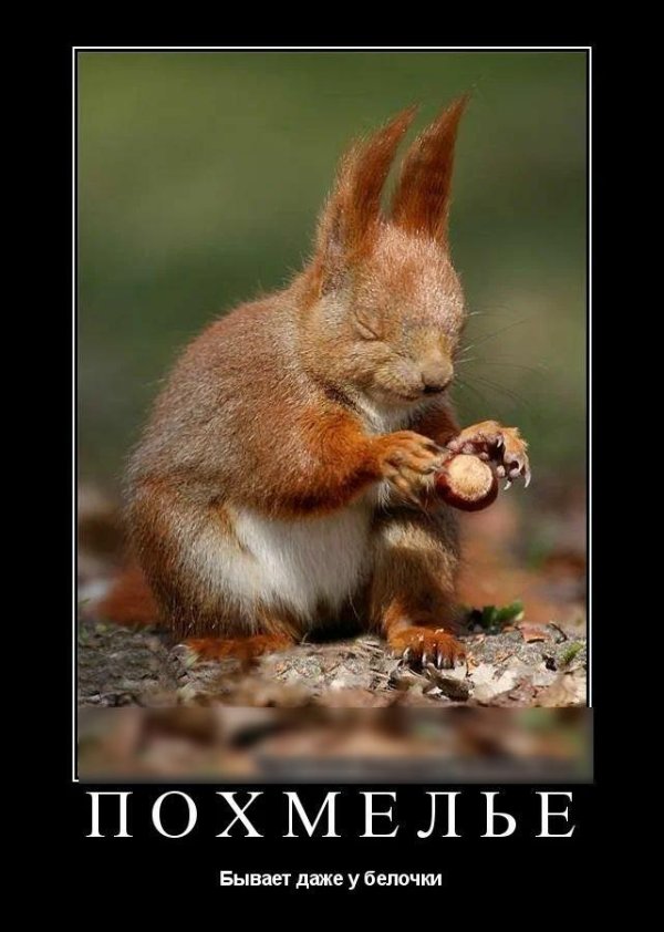 белочка с орешками