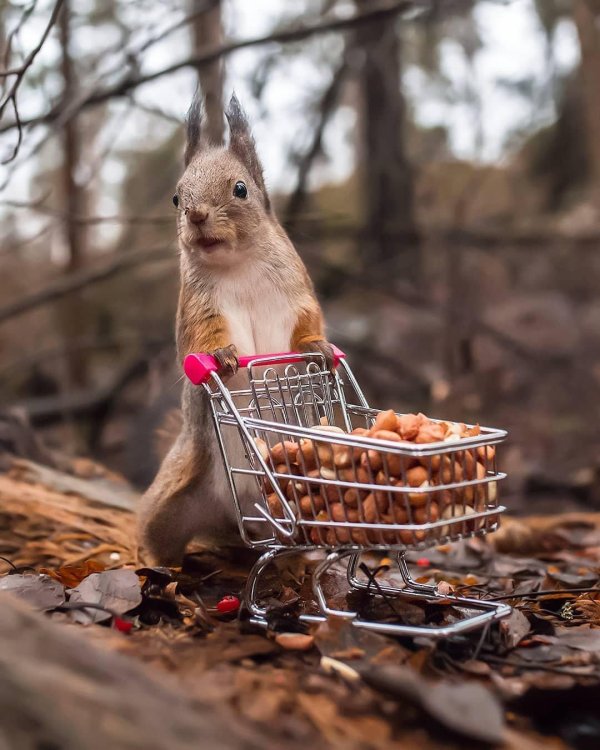 животные осенью