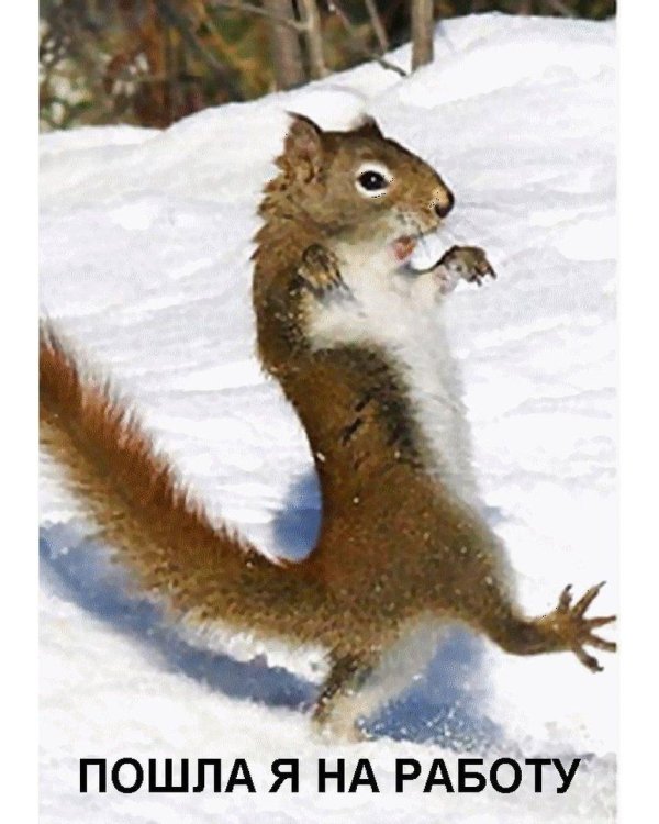 зимняя белка