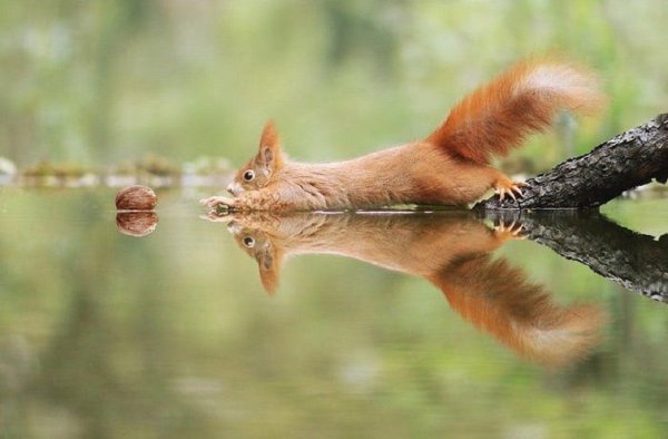 джулиан рад