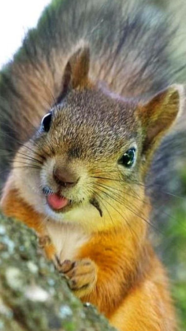 белка улыбается