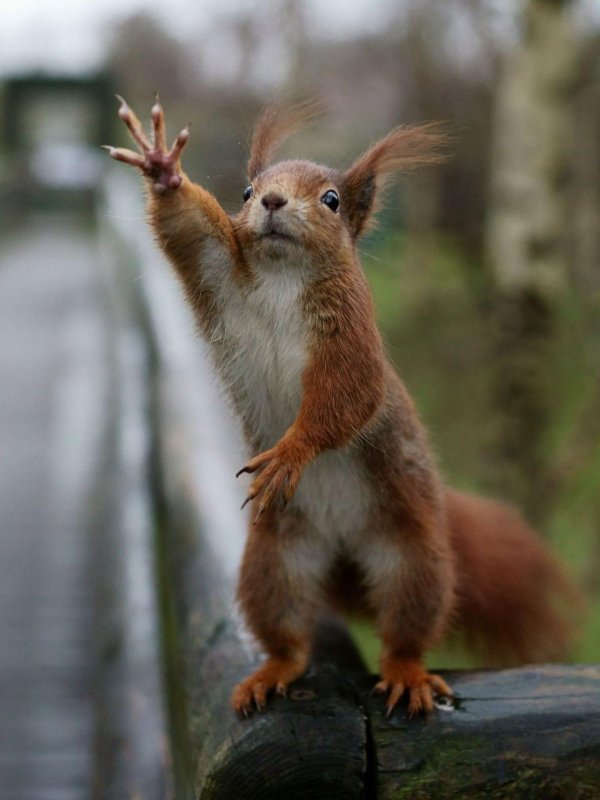 смешные белки