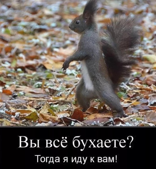 черная белка