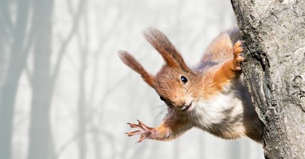 белка лесная