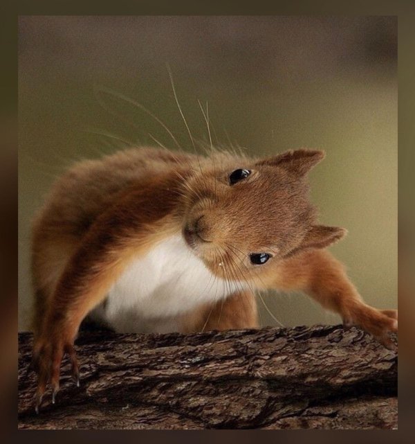 забавные животные