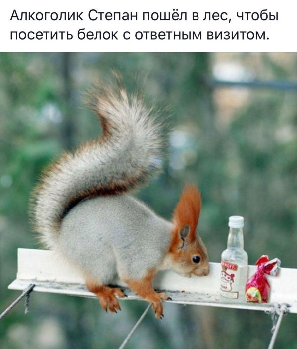 прикольная белка