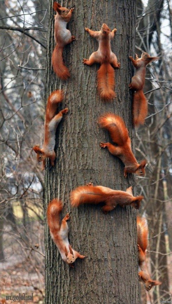 белка на дереве