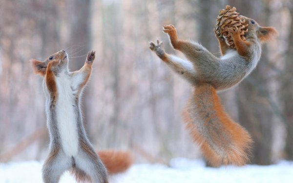 животные зима