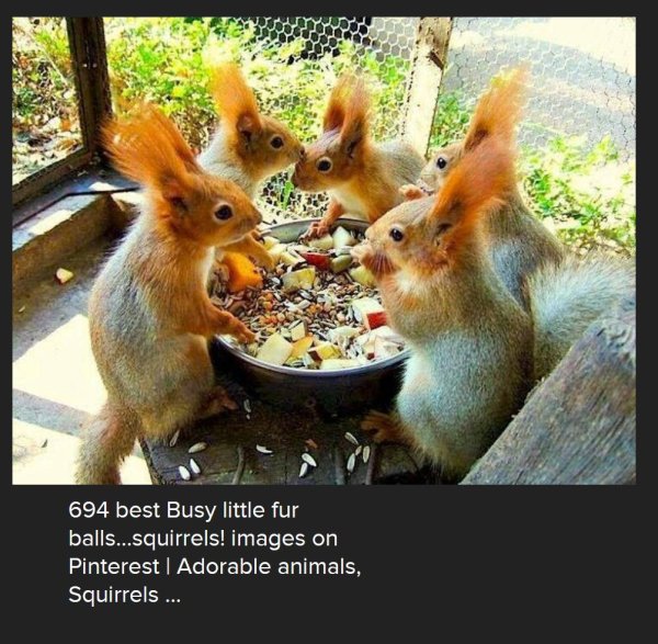 белка бельчонок бельчата