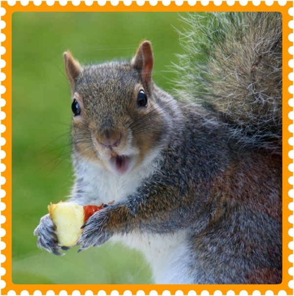 удивленная белка