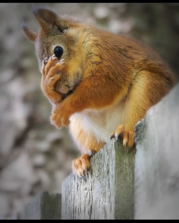 довольная белка