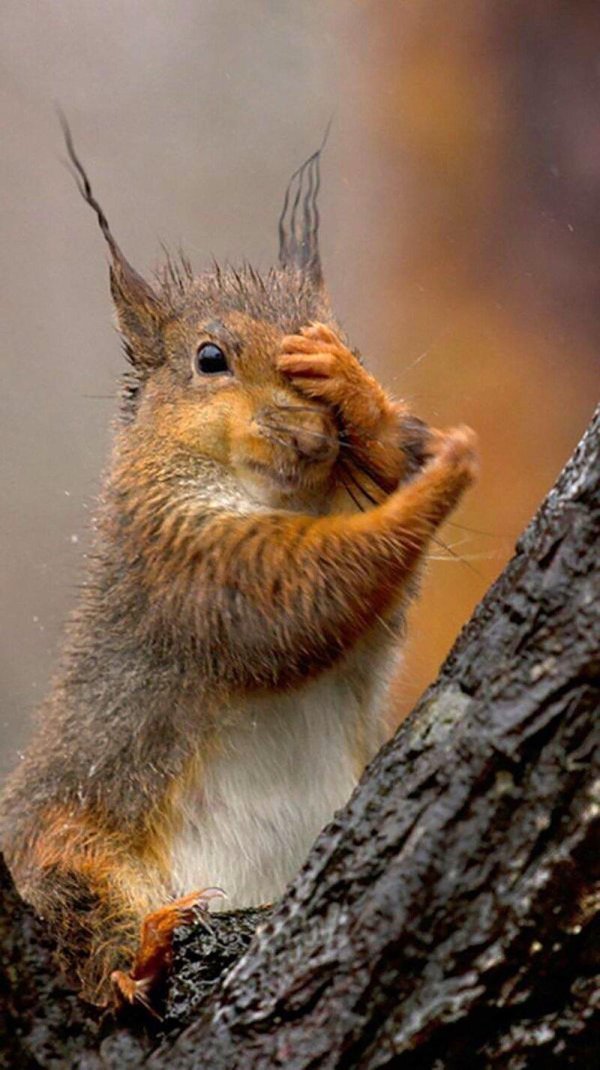 забавная белка