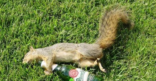 пьяная белочка