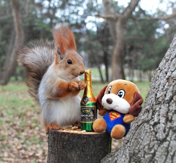 доброе утро с белочкой