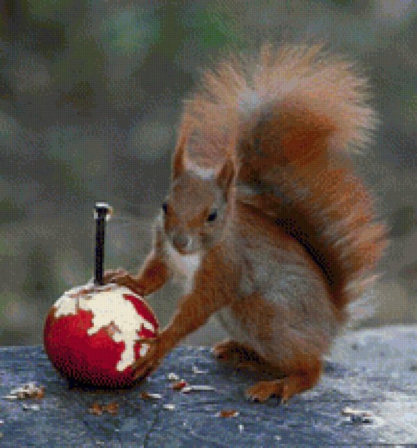 белка красивая