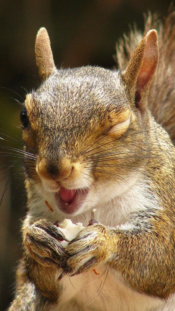 приколом белки