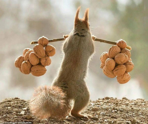 герт вегген белки