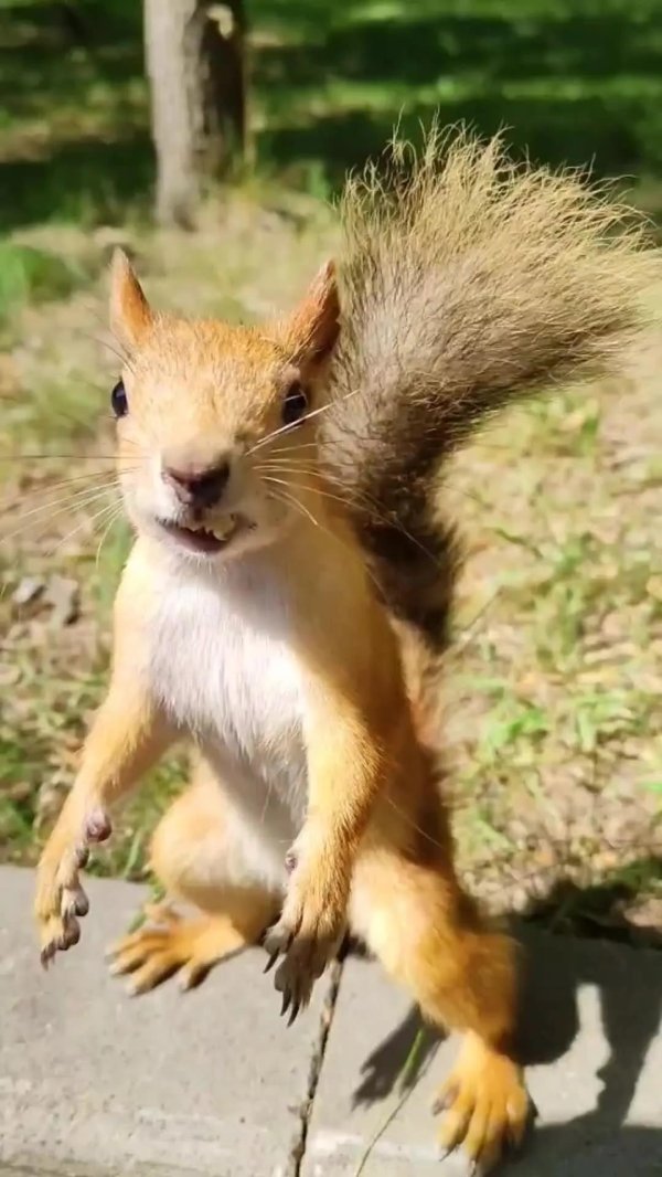 измайловский парк белки