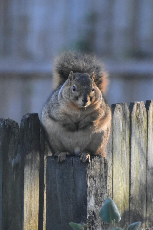 толстая белочка