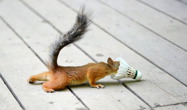 смешные белки