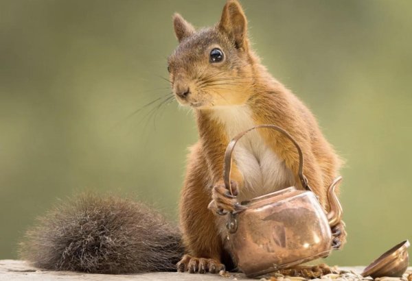 веселая белка