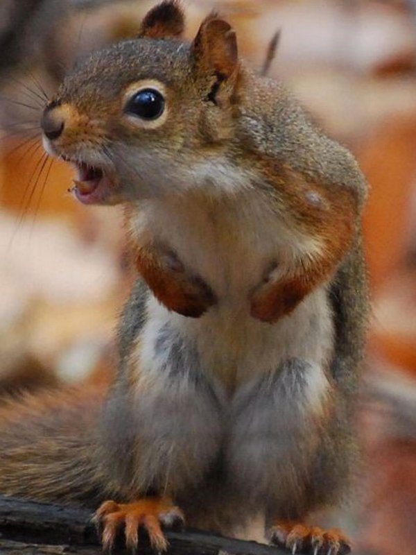 смешные белки