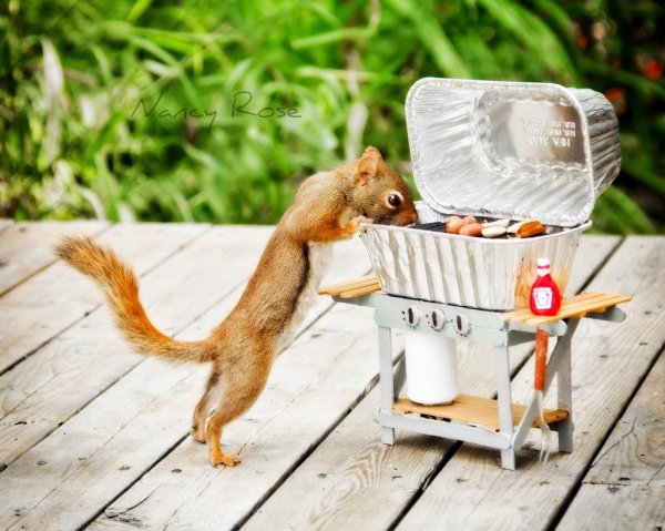 забавная белка