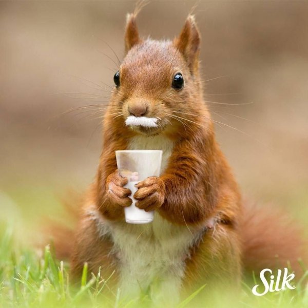 доброе утро с белочкой