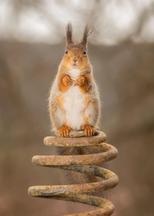 смешные белки