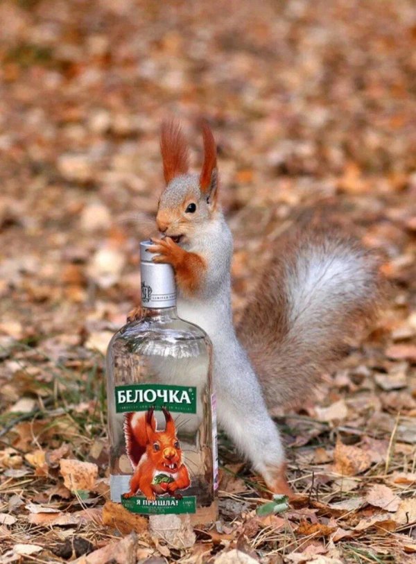 пришла белочка