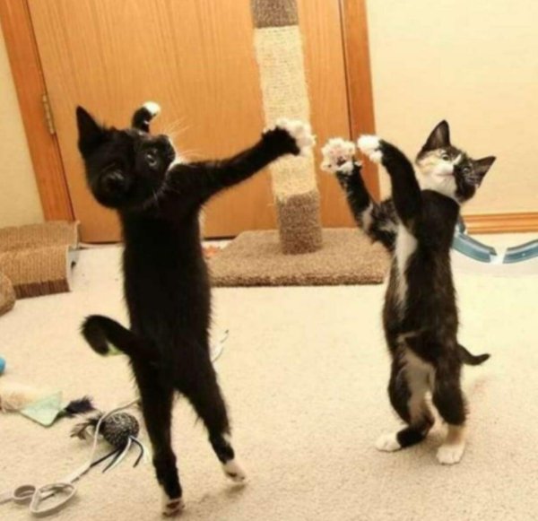 танцующая кошка