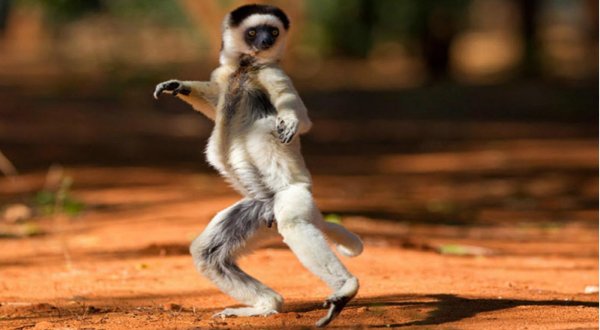 мадагаскарский лемур