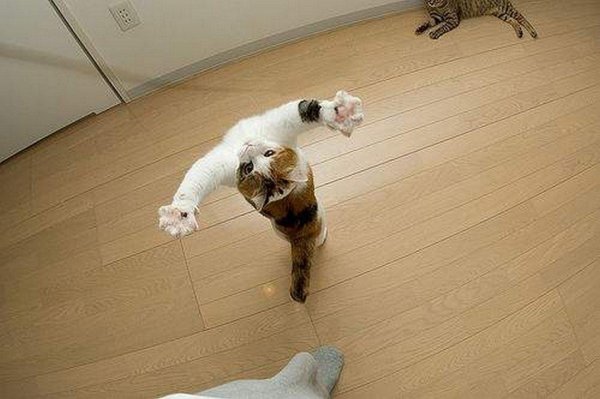 прыгающий кот