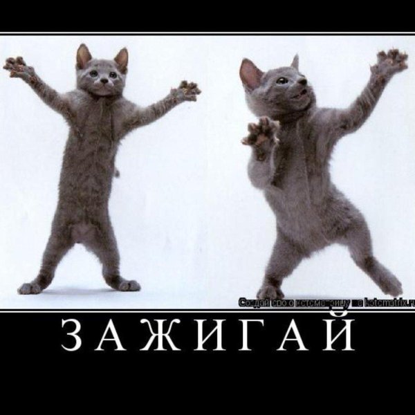 танцующий кот