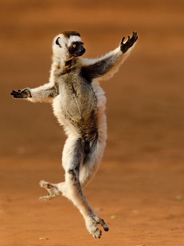 веселые животные