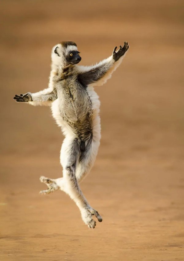 лемур сифака