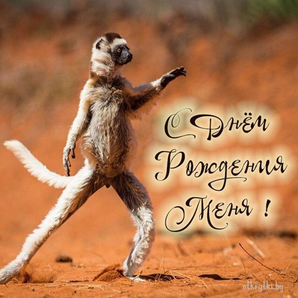 прикольное животное