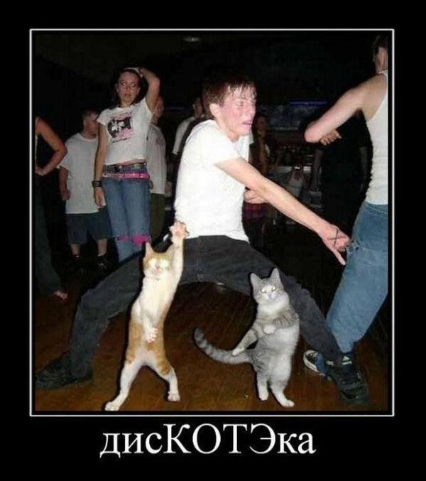кошачья дискотека