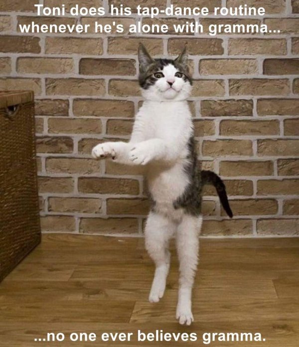 танцующая кошка